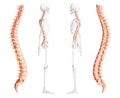 Human vertebral column side view with partly transparent skeleton position, spinal cord, thoracic lumbar spine