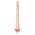 The human vertebral column spine anatomy front Anterior ventral view, with Intervertebral disc. Vector flat realistic