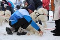 a human veterinarian examines a sled dog in a sled at a race