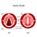 The Human Voice. open and closed vocal cords. voice reeds Royalty Free Stock Photo