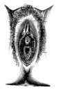 Human Vulva, vintage engraving Royalty Free Stock Photo