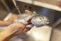 Human washes a fresh fish under water