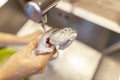 Human washes a fresh fish under water