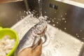 Human washes a fresh fish under water