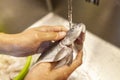 Human washes a fresh fish under water