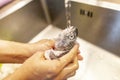 Human washes a fresh fish under water