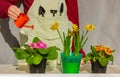 A human waters from a small watering can blooming daffodils and primroses in pots that stand on the windowsill Royalty Free Stock Photo