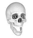 Human white scull. 3D illustration