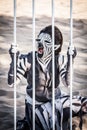 A human zebra woman crouches down behind cage bars Royalty Free Stock Photo