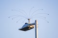 Humane bird deterrent device installed on top of a street lamp; San Francisco Bay Area, California Royalty Free Stock Photo