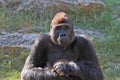 Humanoid gorilla