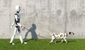A humanoid robot walks a Dalmatian breed dog with a leash on the lawn. Replacing human labor with robotics. Future concept with
