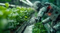 humanoid robot working in the greenhouse with seedlings Royalty Free Stock Photo