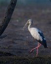 Humans were once a part of nature too. Respect your roots ????. . . In Frame : Asian openbill stork Shot on Nikon d7500 with 200-5 Royalty Free Stock Photo