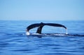 Humback whale