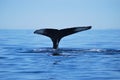 Humback whale