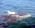 Humback Whale with Barnacles