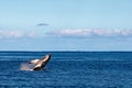 Humback whale calf breaching in polynesia