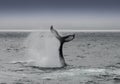 Humback whale Royalty Free Stock Photo