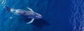 Humback whale, view from above. Royalty Free Stock Photo