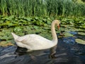 Humber riber in summer