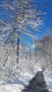 Humber River trail in winter time Royalty Free Stock Photo