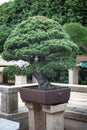 A bonsai tree in the Humble Administrator`s Garden Suzhou Royalty Free Stock Photo