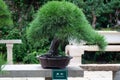 A bonsai tree in the Humble Administrator`s Garden Suzhou Royalty Free Stock Photo