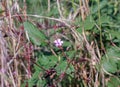 humble , little flower in the middle of nature