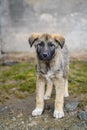 Humble Looking Homeless Dog Royalty Free Stock Photo