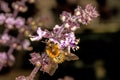 Humblebee on flower of a basil Royalty Free Stock Photo