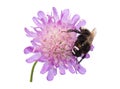 Humblebee on a pincushion flower Royalty Free Stock Photo