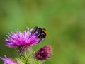 Humblebee sitting on thistle blossom Royalty Free Stock Photo