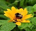 The humblebee is trying to feed the juice from yellow blossom. Royalty Free Stock Photo