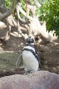 Humboldt Penguin Royalty Free Stock Photo