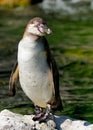 Humboldt Penguin