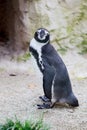 Humboldt penguin Royalty Free Stock Photo