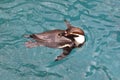 Humboldt penguin Royalty Free Stock Photo
