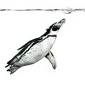 Humboldt Penguin Royalty Free Stock Photo