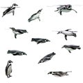 Humboldt Penguin Royalty Free Stock Photo