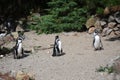 Humboldt penguin, at Avifauna in Netherlands..