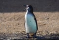 Humboldt penguin calling with its beak wide open