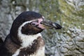 Humboldt Penguin