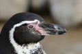 Humboldt Penguin Close Up Royalty Free Stock Photo