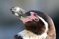 Humboldt Penguin Close Up Royalty Free Stock Photo
