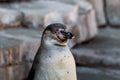 Humboldt penguin close-up Royalty Free Stock Photo