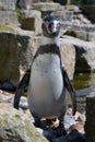Humboldt Penguin Royalty Free Stock Photo