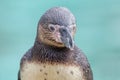Humboldt penguin close up. Royalty Free Stock Photo
