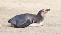 Humboldt penguin close up Royalty Free Stock Photo
