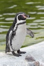 Humboldt penguin Royalty Free Stock Photo